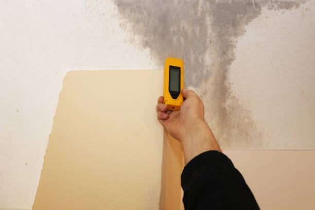 Best Attic Mold Removal  in Safford, AZ