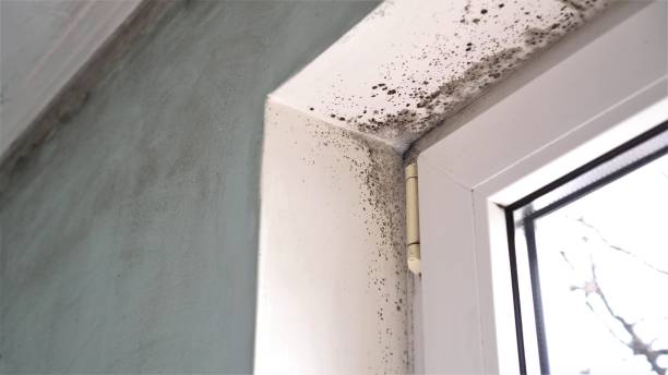 Mold Remediation for Rental Properties in Safford, AZ