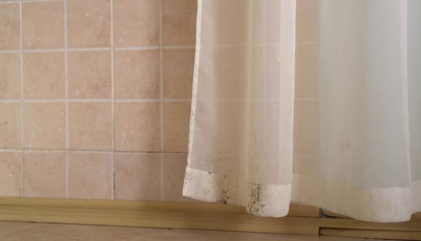 Best Mold Damage Restoration  in Safford, AZ