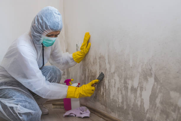 Best HVAC Mold Inspection and Cleaning  in Safford, AZ