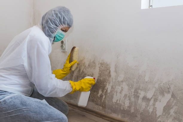 Best Industrial Mold Remediation  in Safford, AZ