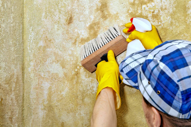 Best Mold Remediation for Healthcare Facilities  in Safford, AZ