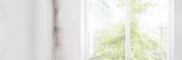 Mold Documentation for Insurance Claims in Safford, AZ