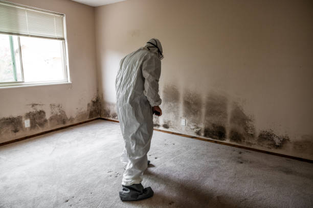 Best Black Mold Removal  in Safford, AZ