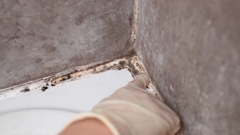 Best Mold Removal for HVAC Installations  in Safford, AZ